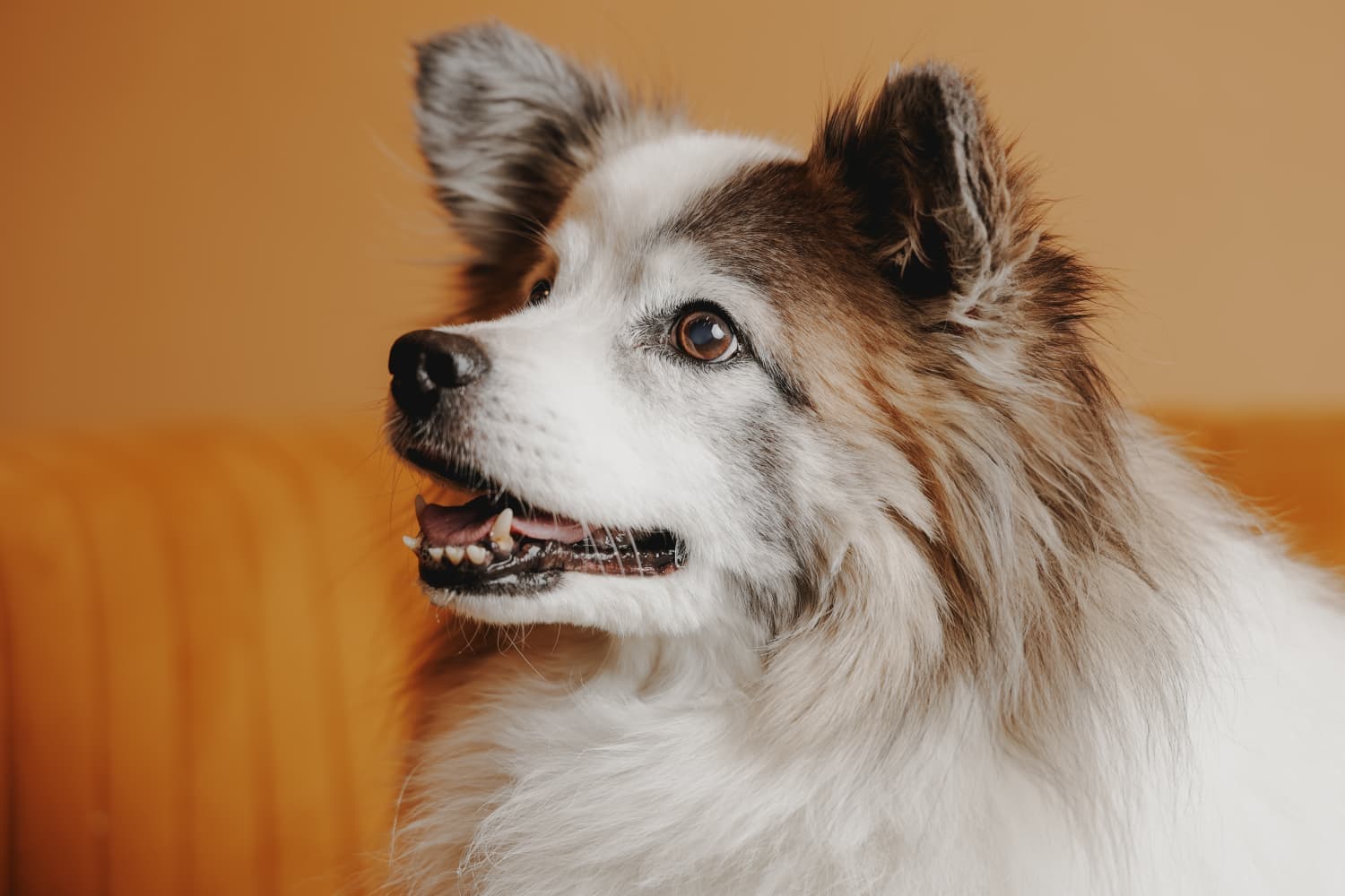Ferdi, Nadines Hund